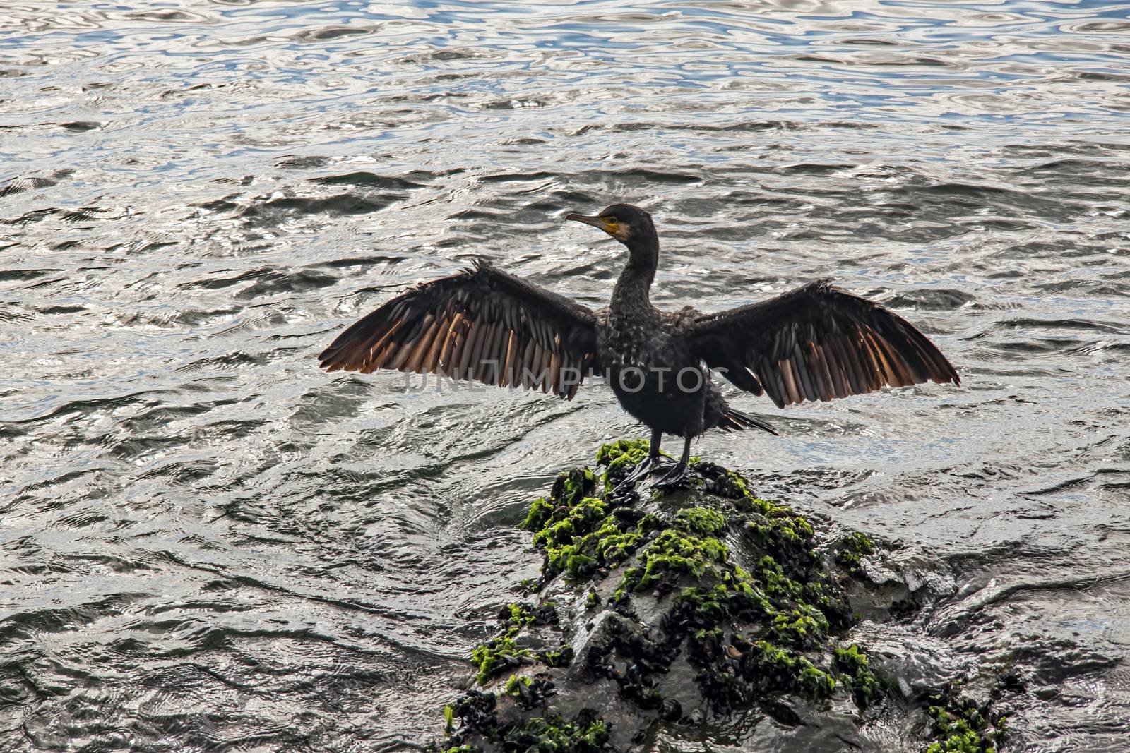 cormorant on cliffs in the sea by yilmazsavaskandag