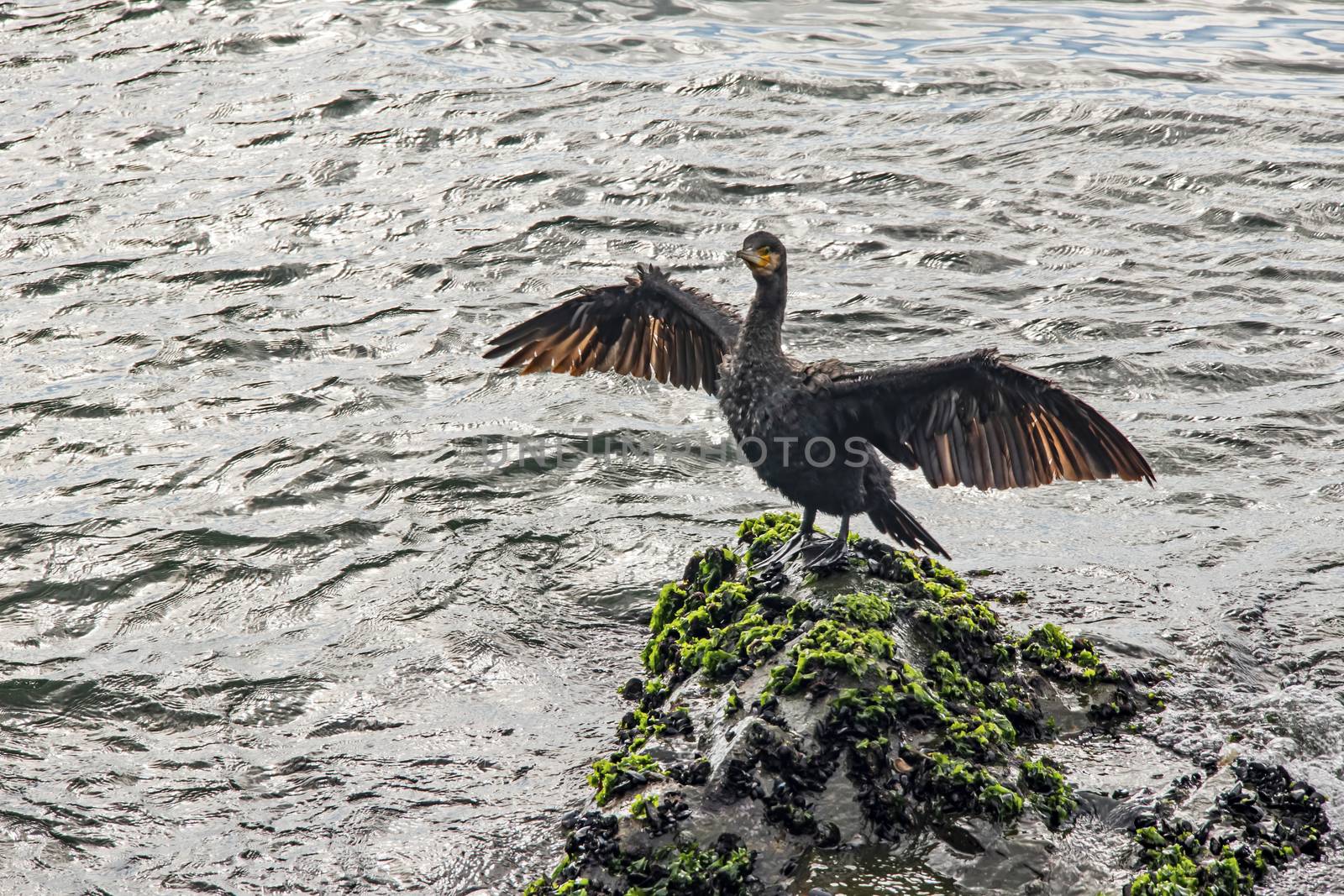 cormorant on cliffs in the sea