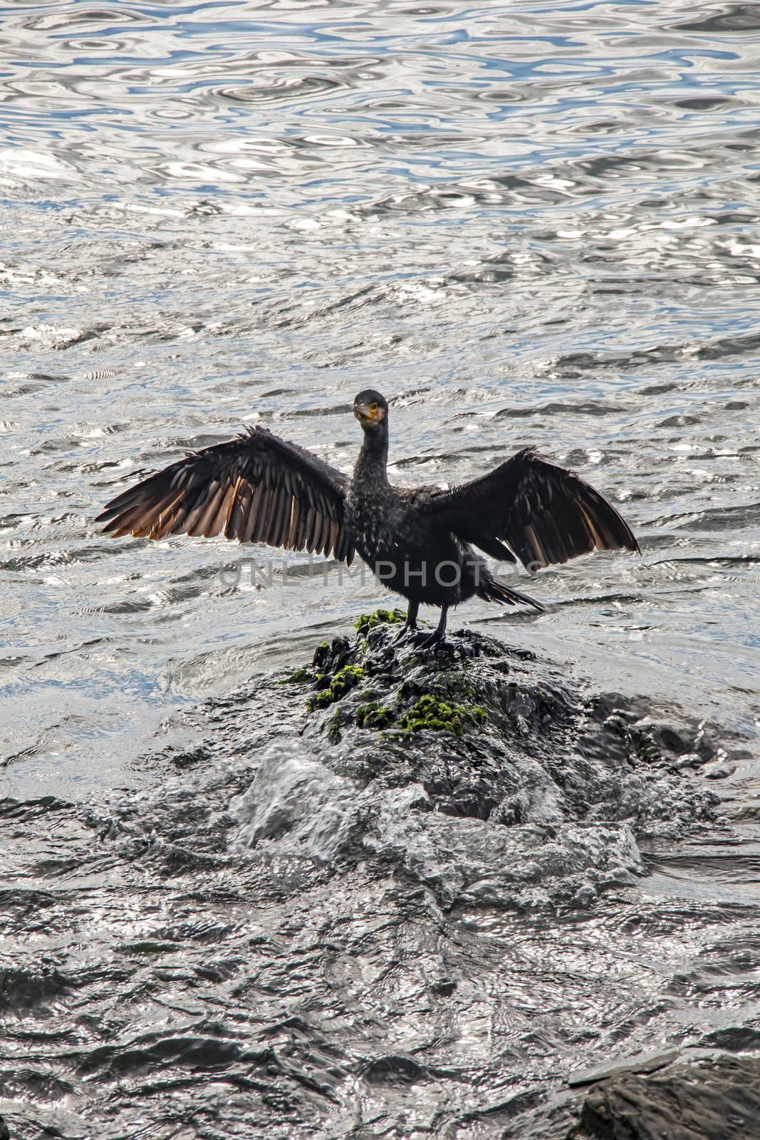 cormorant on cliffs in the sea