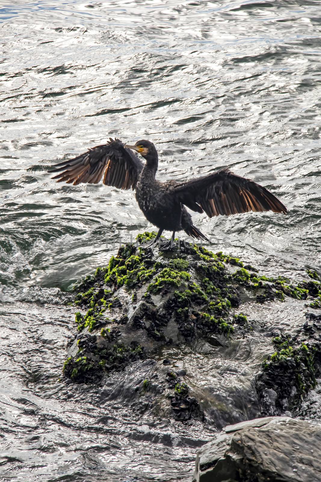 cormorant on cliffs in the sea by yilmazsavaskandag