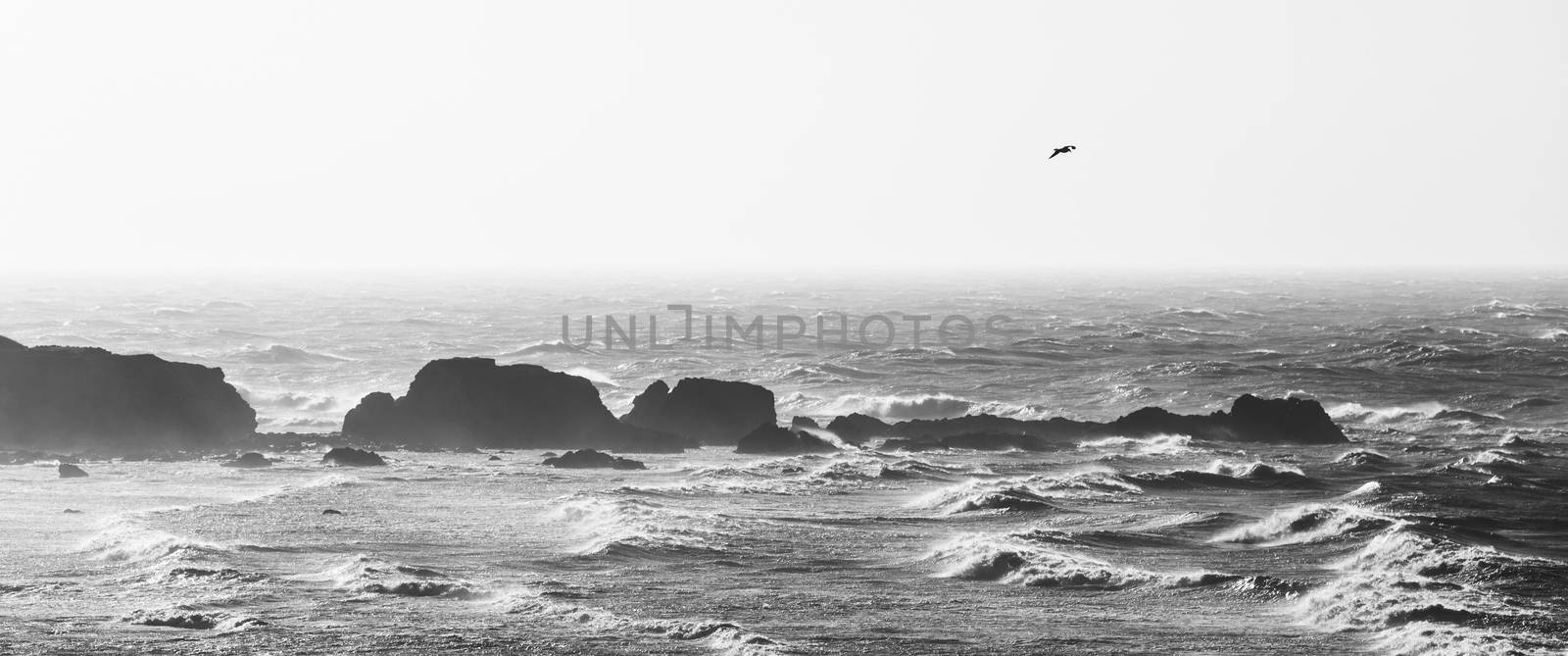 Panoramic view of rough sea in black and white, one seagull flying in the sky. Coastal landscape with rocks and ocean.