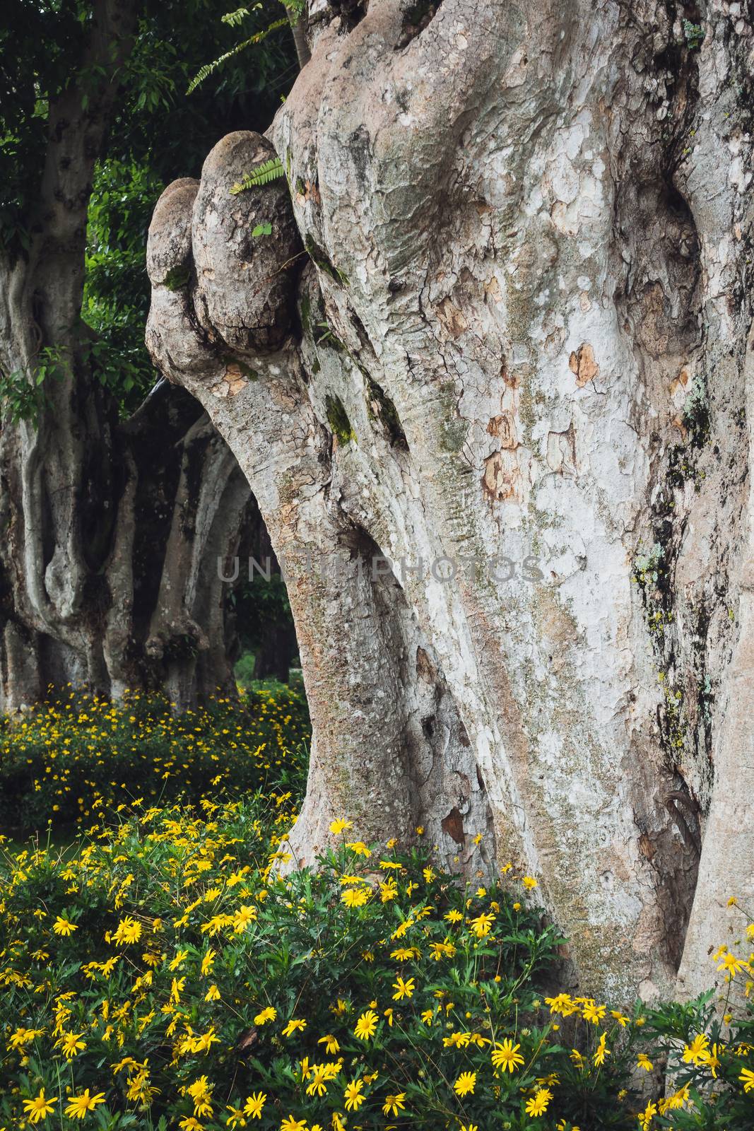 Closeup shot of huge tree trunk and yellow flowers in Nepal