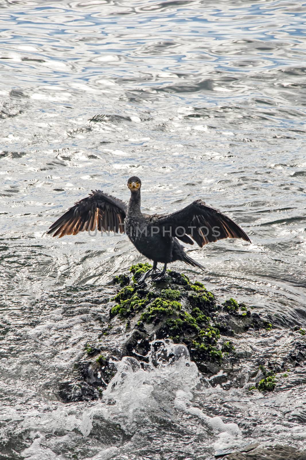 cormorant on cliffs in the sea