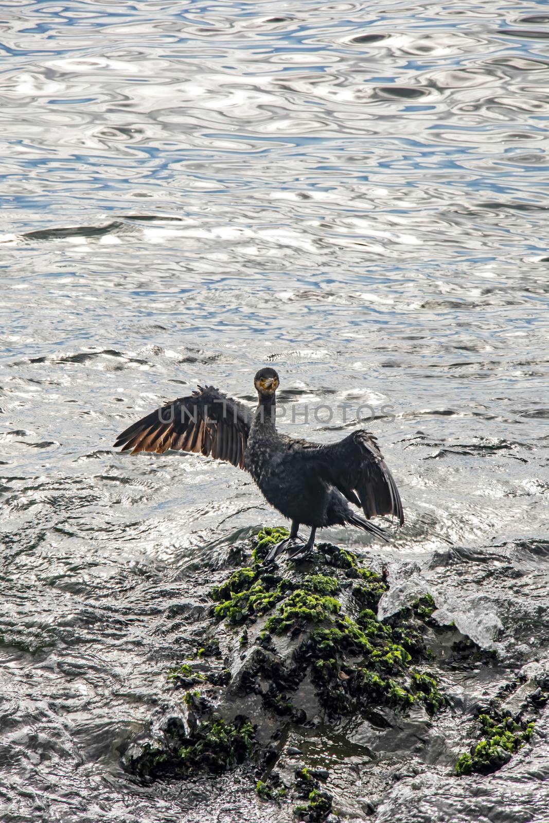 cormorant on cliffs in the sea by yilmazsavaskandag