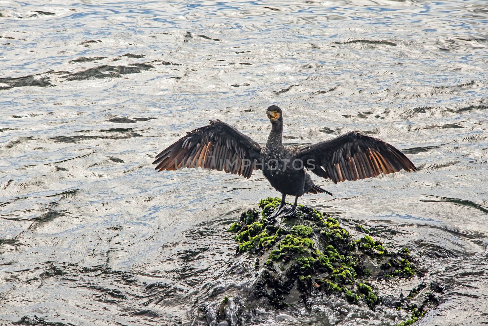 cormorant on cliffs in the sea by yilmazsavaskandag