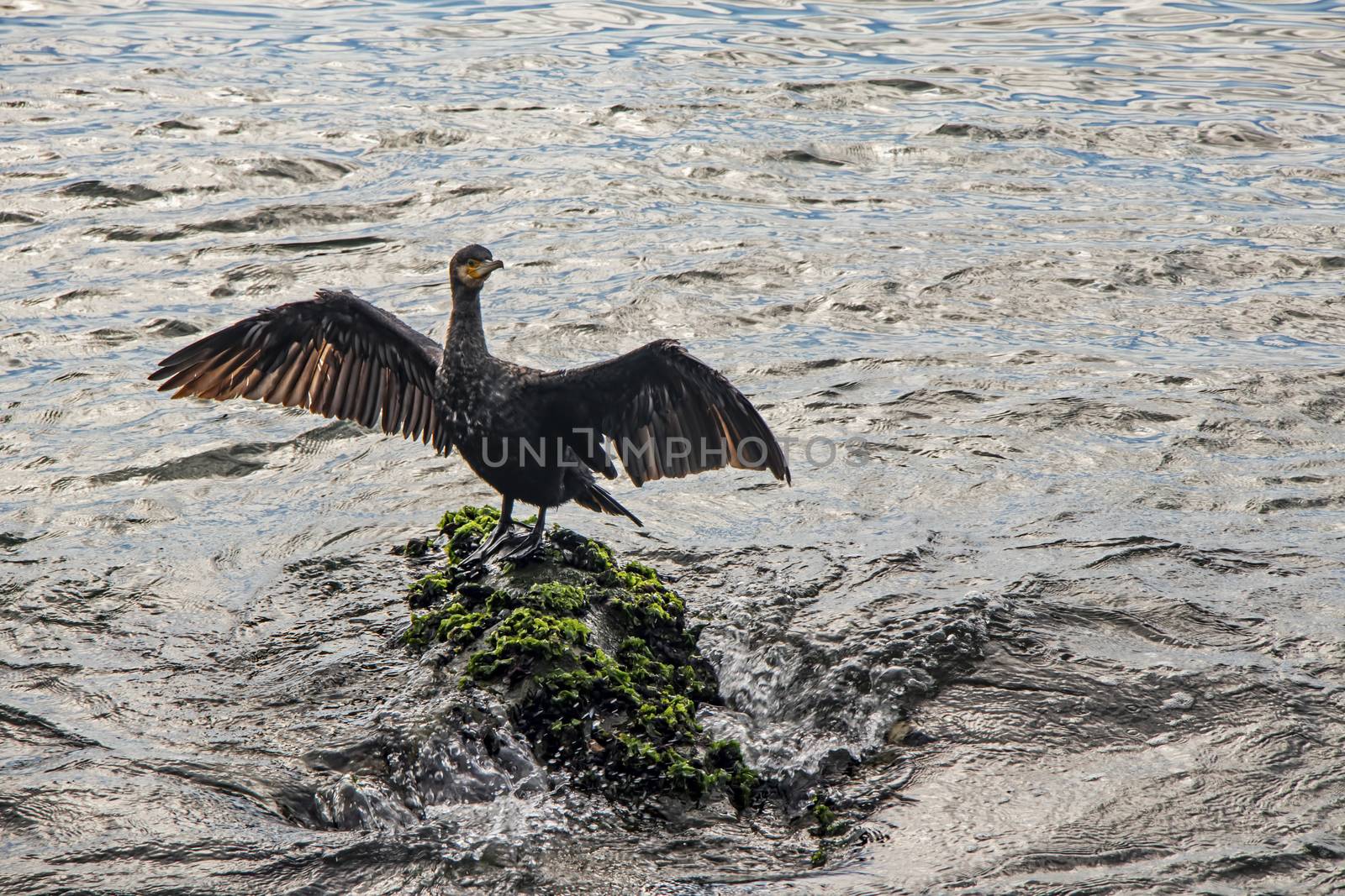 cormorant on cliffs in the sea by yilmazsavaskandag