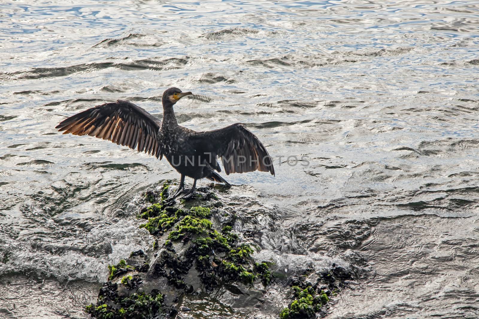 cormorant on cliffs in the sea by yilmazsavaskandag