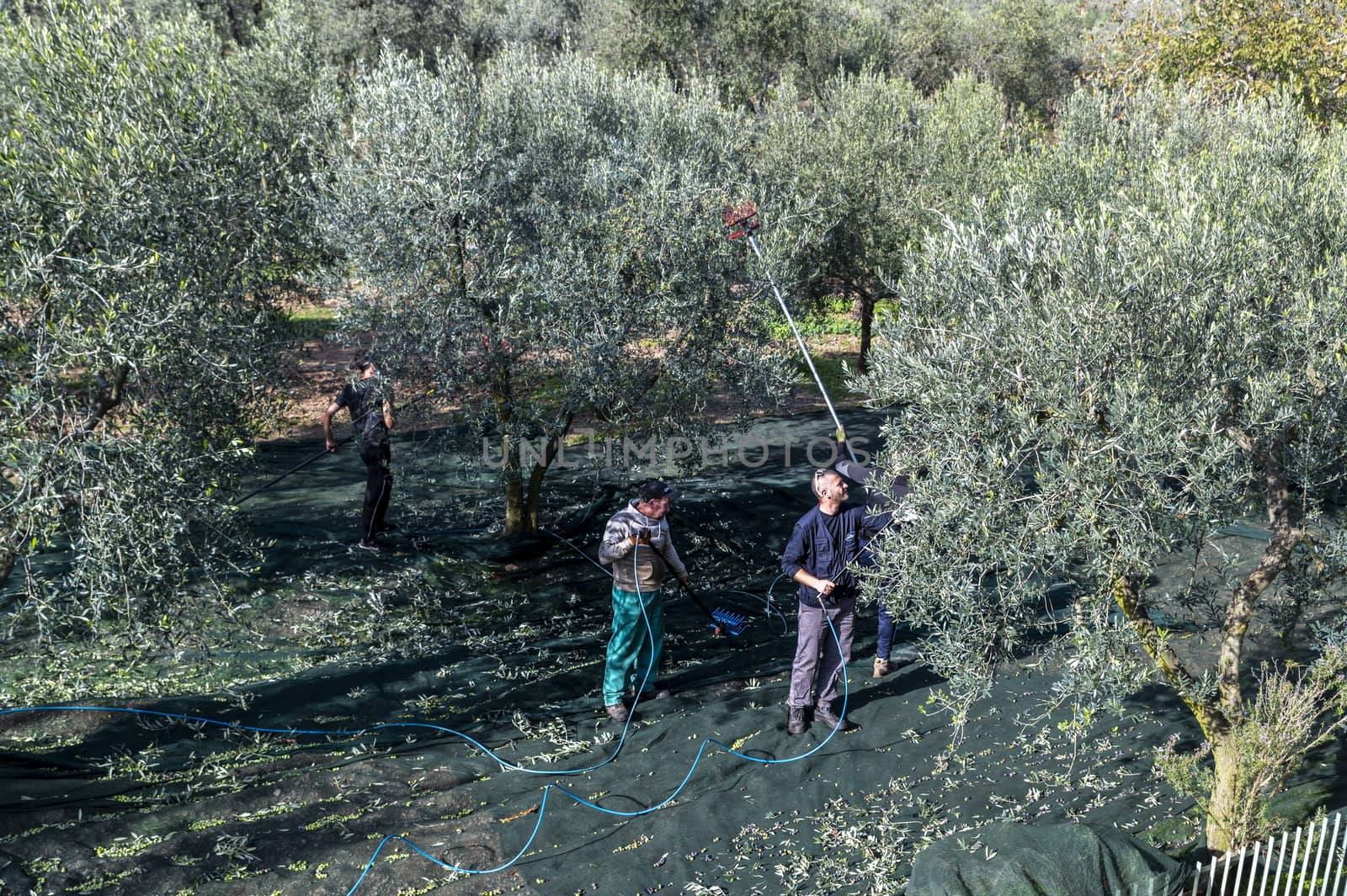 terni,italy november 10 2020:olive harvest in the November season with hydraulic hands