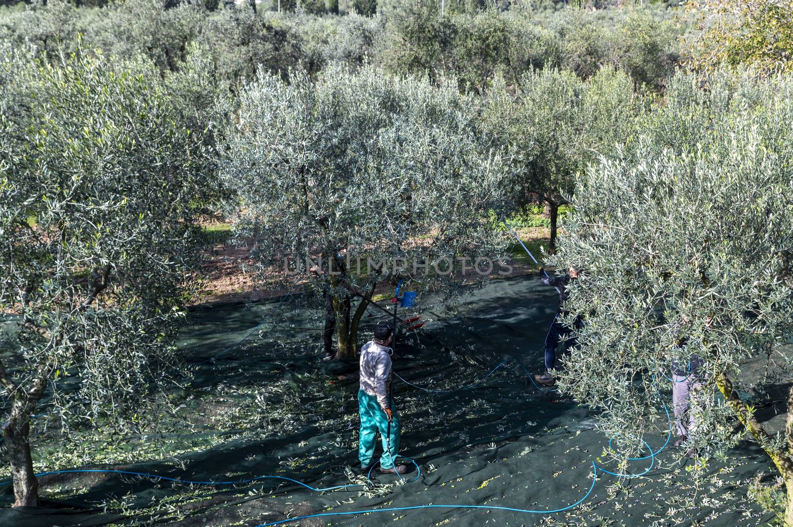 terni,italy november 10 2020:olive harvest in the November season with hydraulic hands