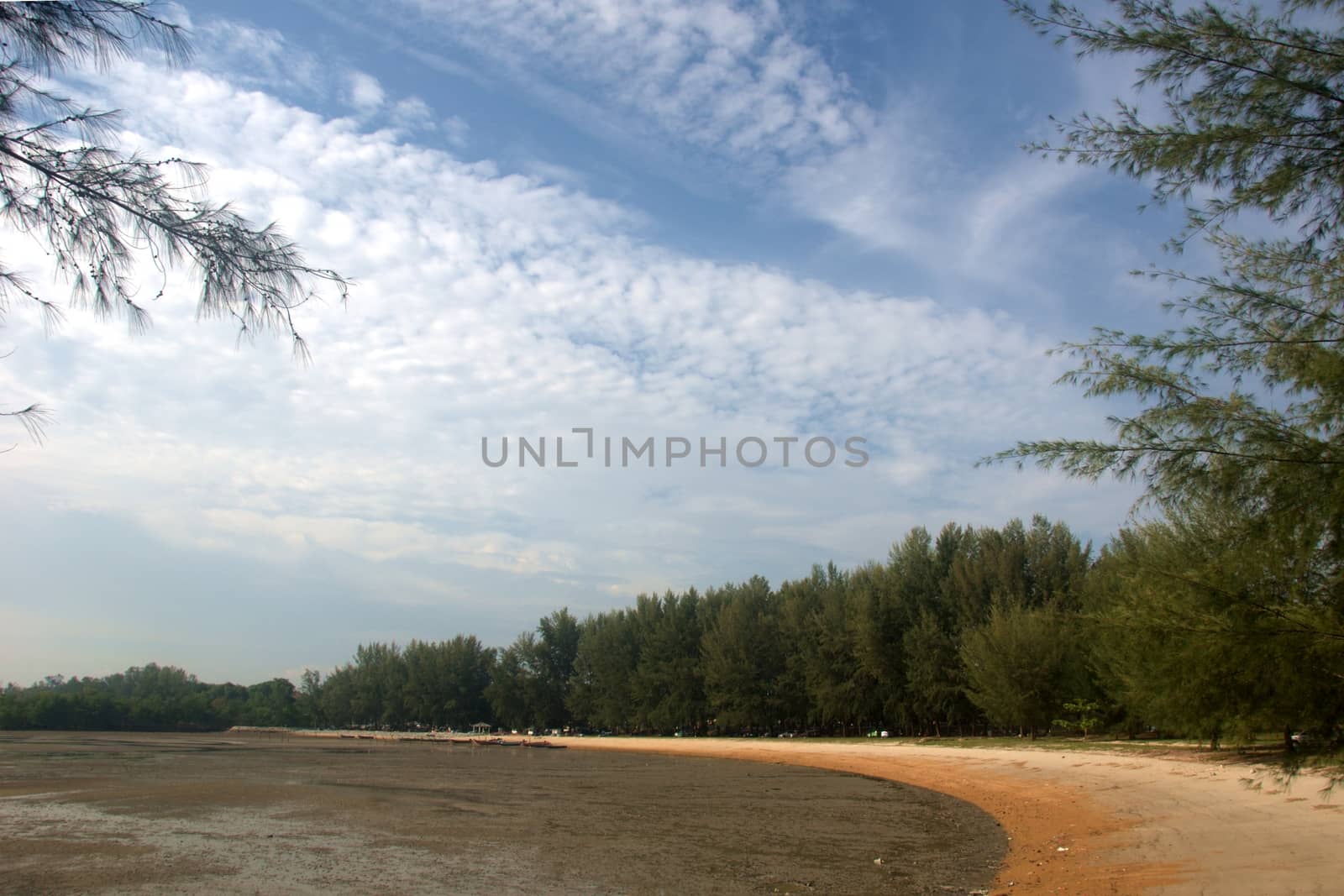 long stretch of sandy beach with rows of pine trees in Port Dickson Malaysia
