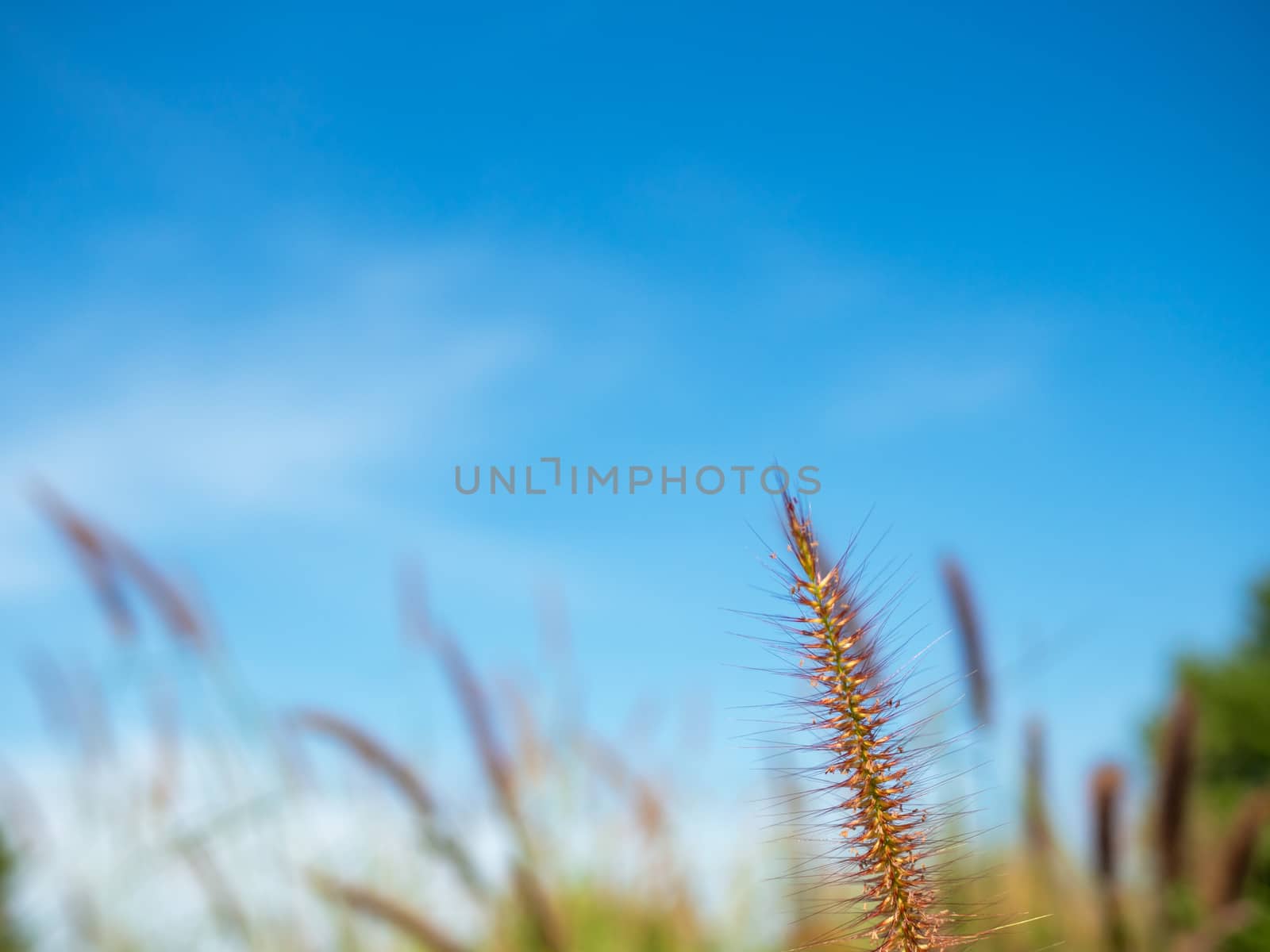 Close up of grass flowers On a sky background.soft focus images. by Unimages2527