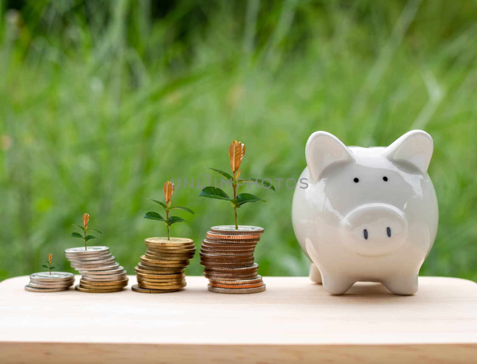 Piggy bank and money coin are placed on wooden table on natural  by Unimages2527