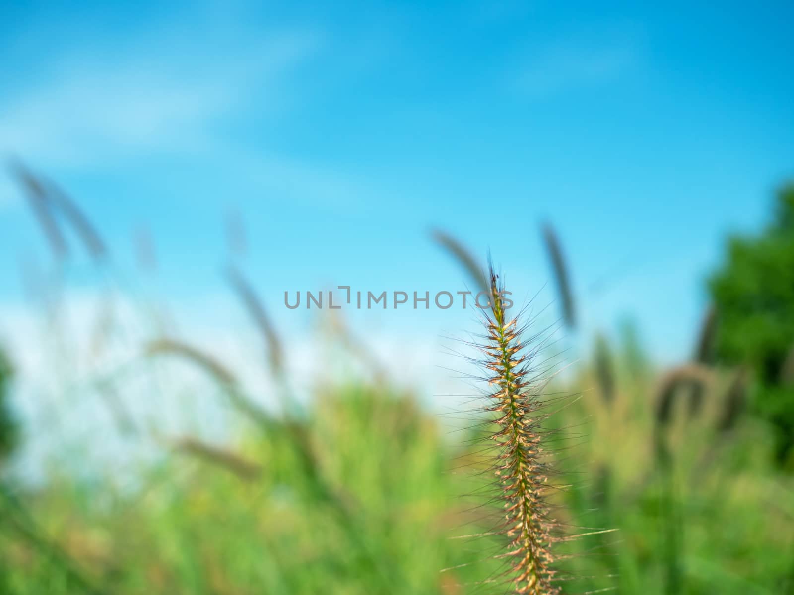 Close up of grass flowers On a sky background.soft focus images. by Unimages2527