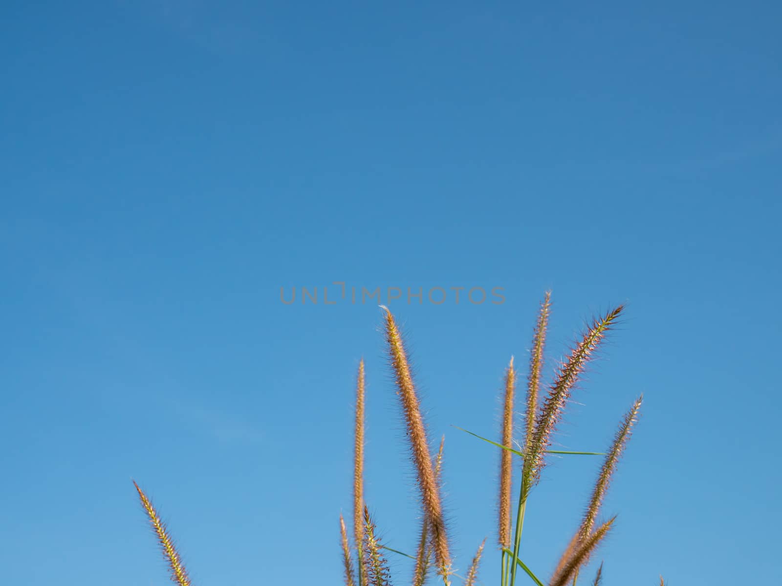 Close up of grass flowers On a sky background.soft focus images. selective focus