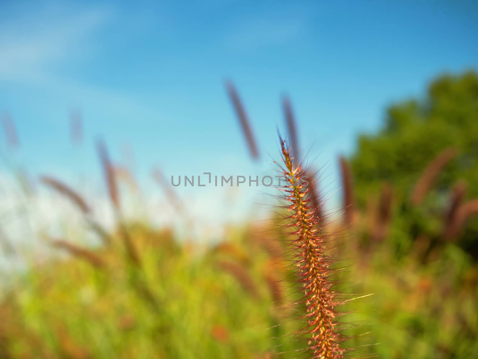 Close up of grass flowers On a sky background.soft focus images. selective focus
