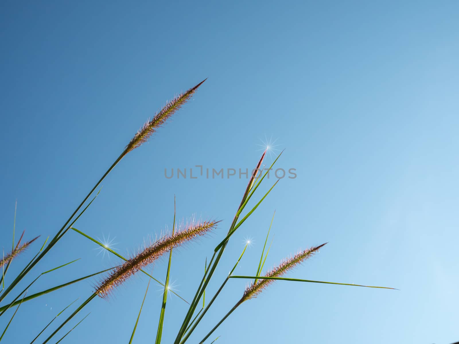 Close up of grass flowers On a sky background.soft focus images. by Unimages2527