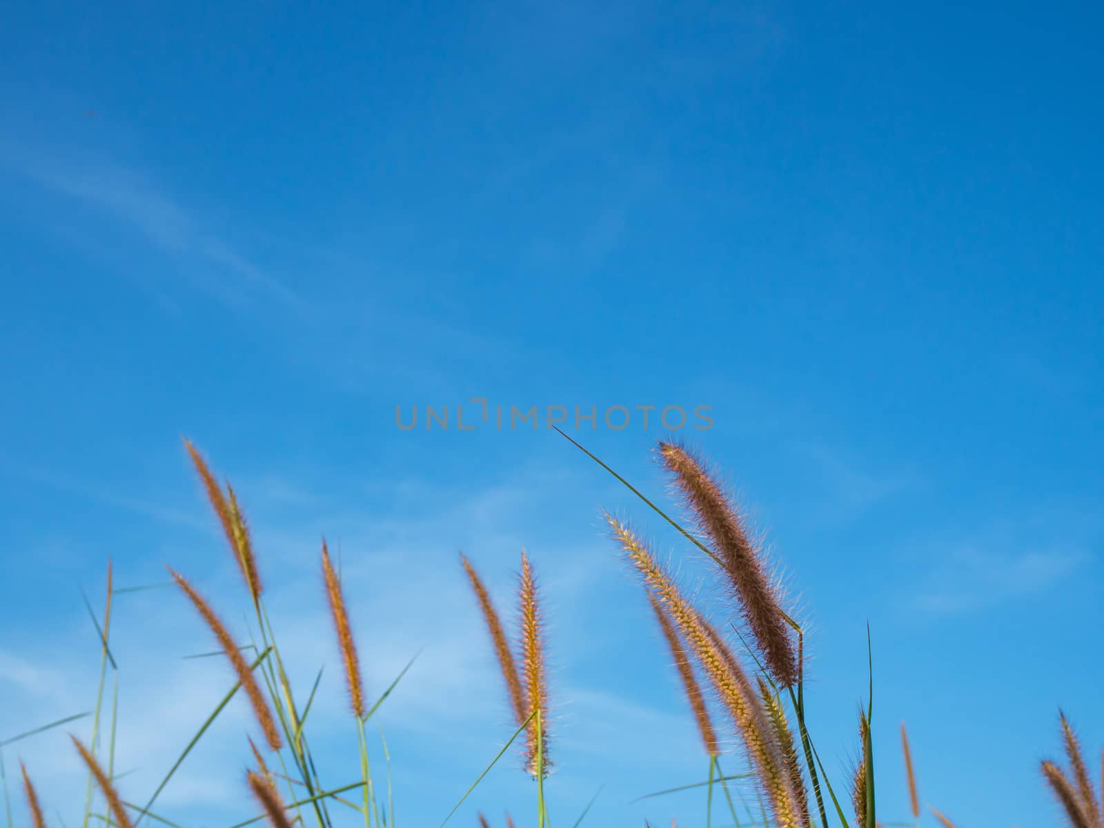 Close up of grass flowers On a sky background.soft focus images. by Unimages2527