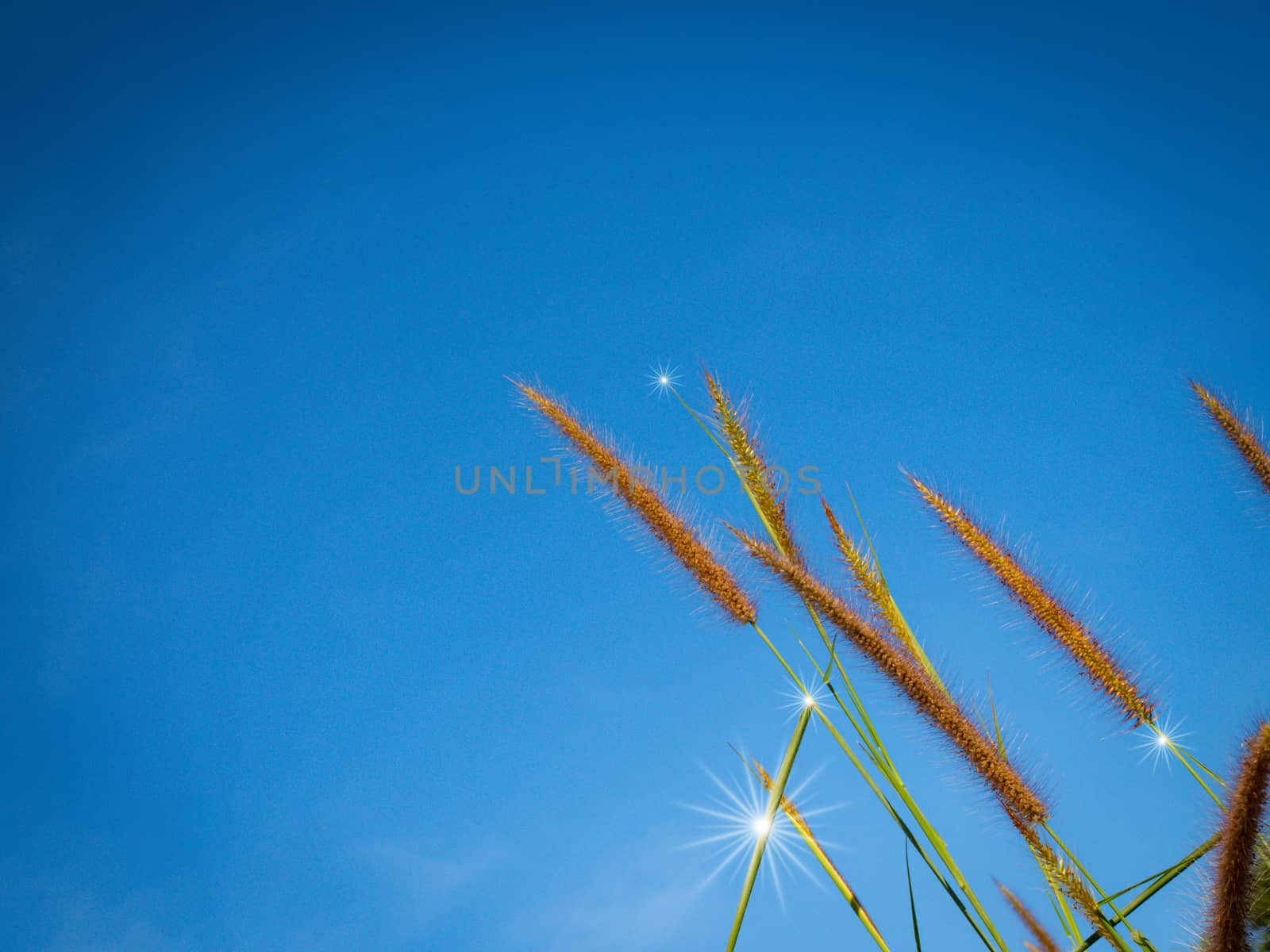 Close up of grass flowers On a sky background.soft focus images. selective focus