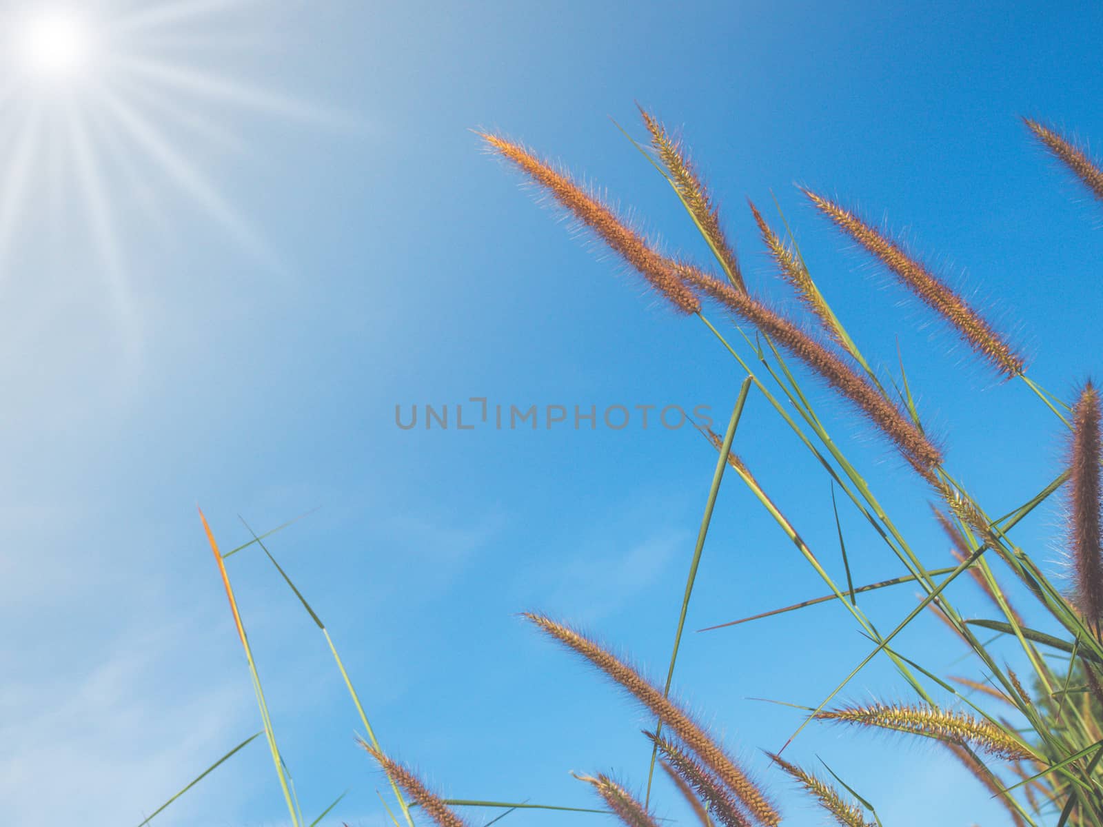 Close up of grass flowers On a sky background.soft focus images. by Unimages2527