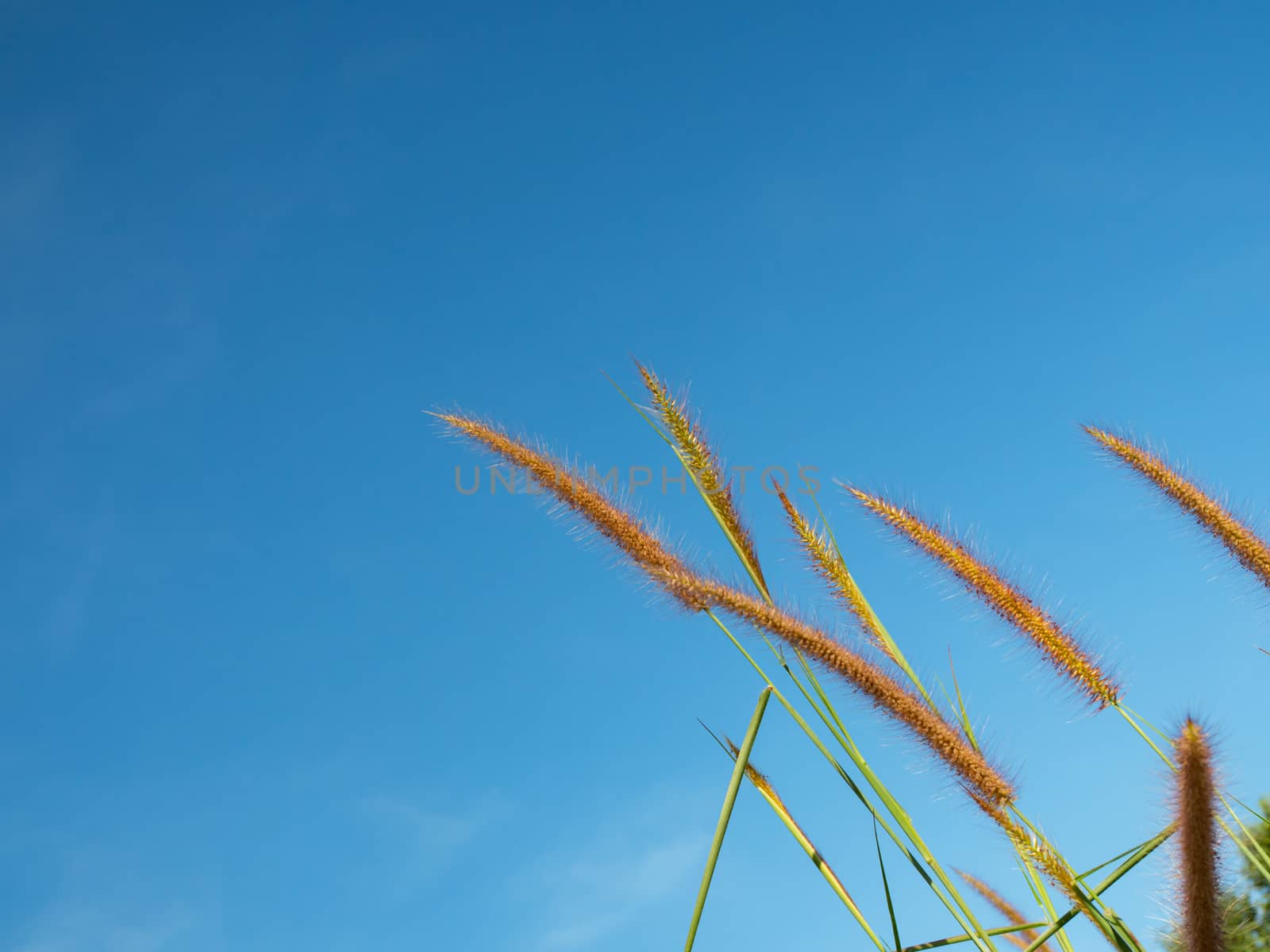 Close up of grass flowers On a sky background.soft focus images. selective focus