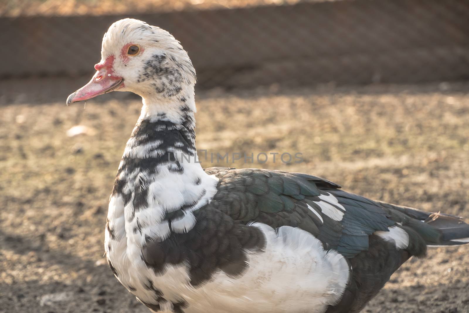 Female duck close-up. Indoda is on the farm. by YevgeniySam