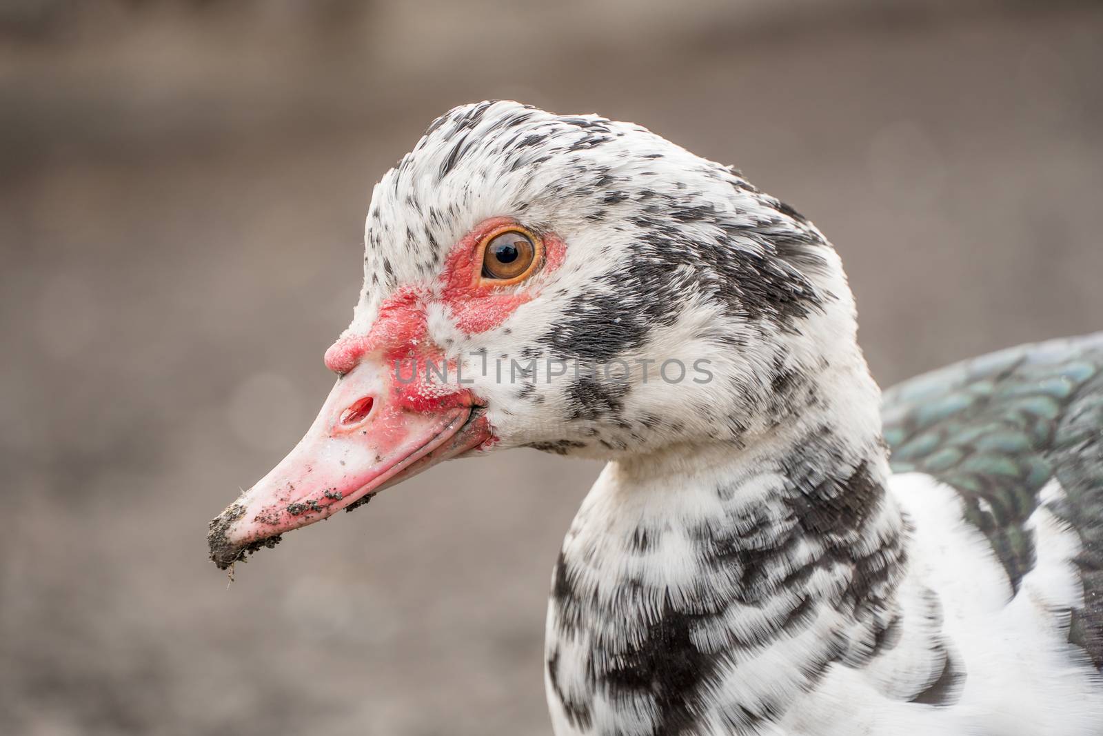 Female duck close-up. Indoda is on the farm. by YevgeniySam