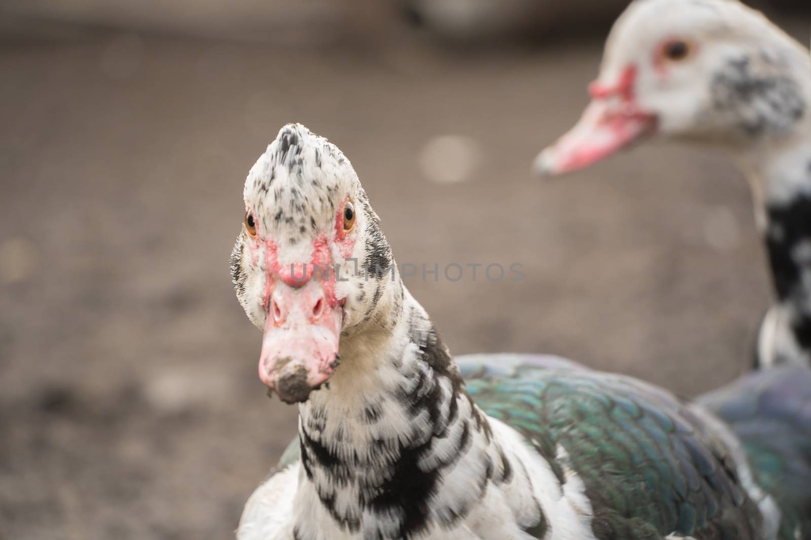 Female duck close-up. Indoda is on the farm. by YevgeniySam