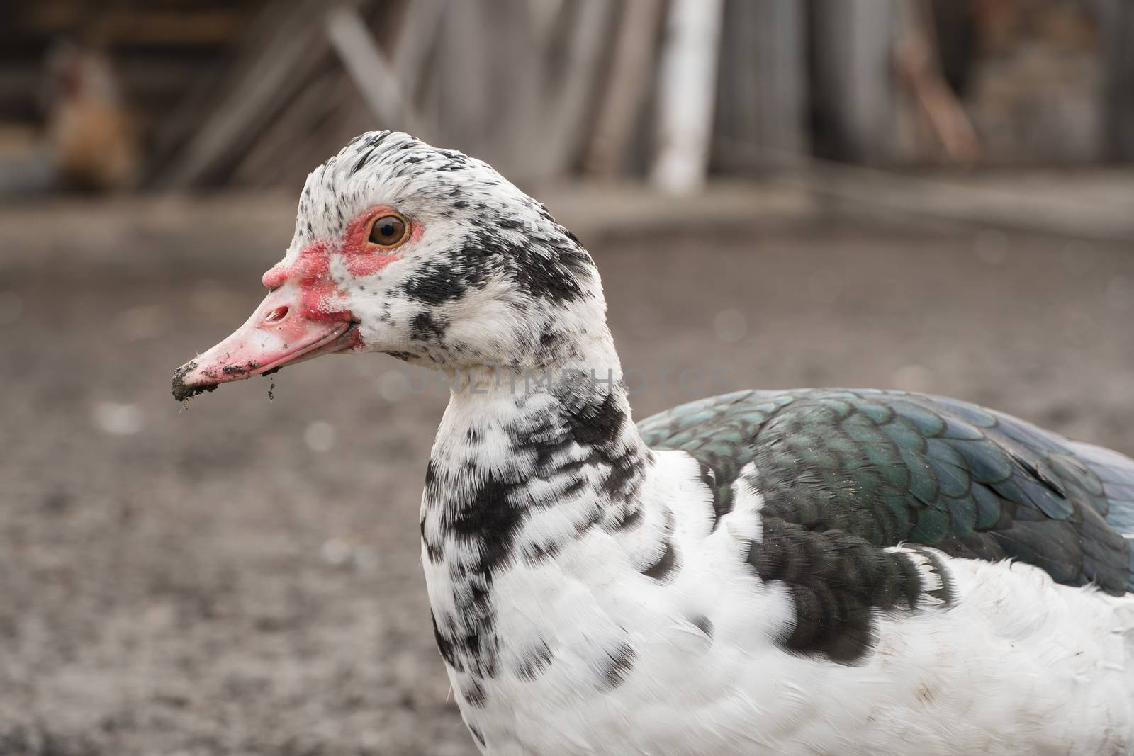 Female duck close-up. Indoda is on the farm.