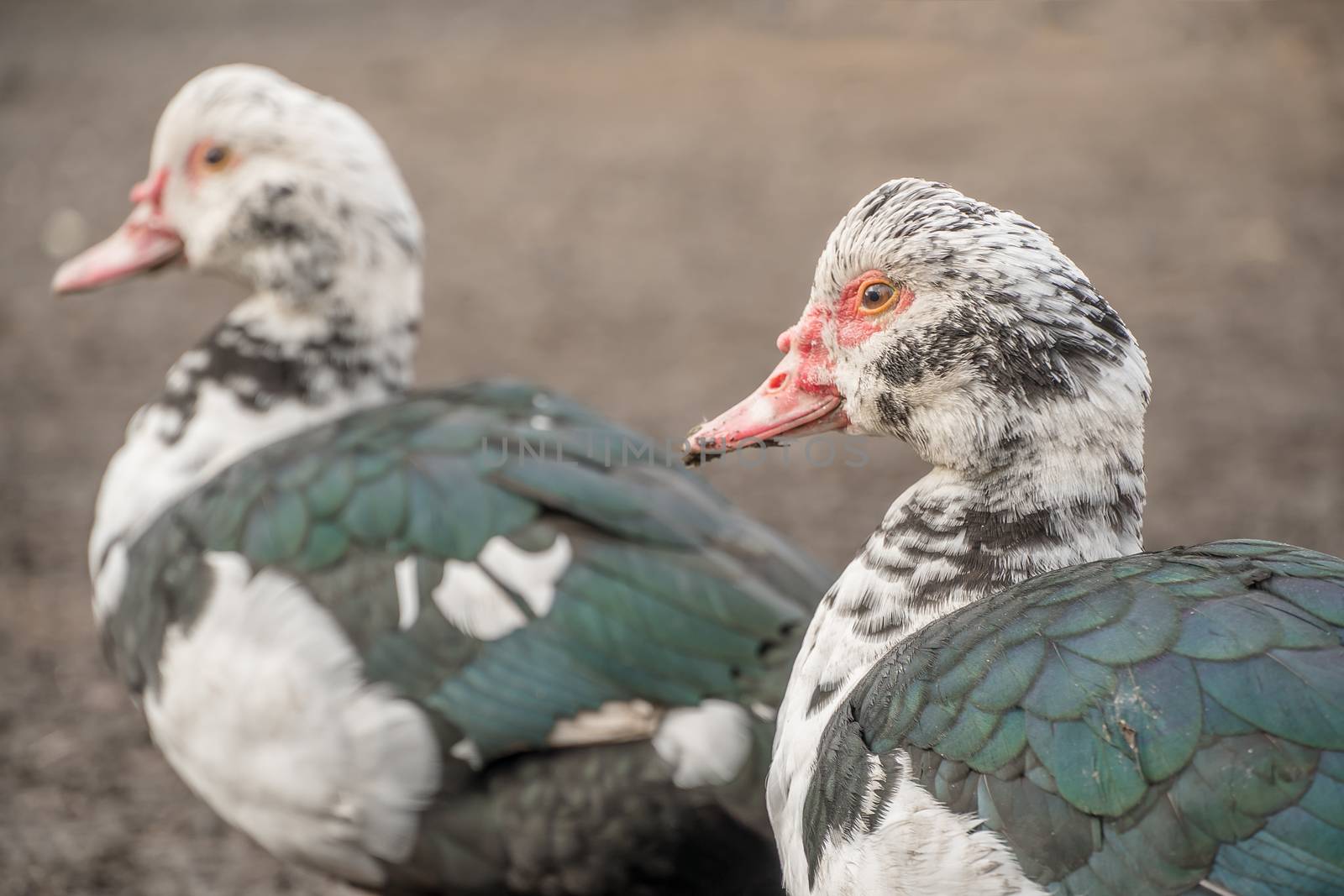 Female duck close-up. Indoda is on the farm.