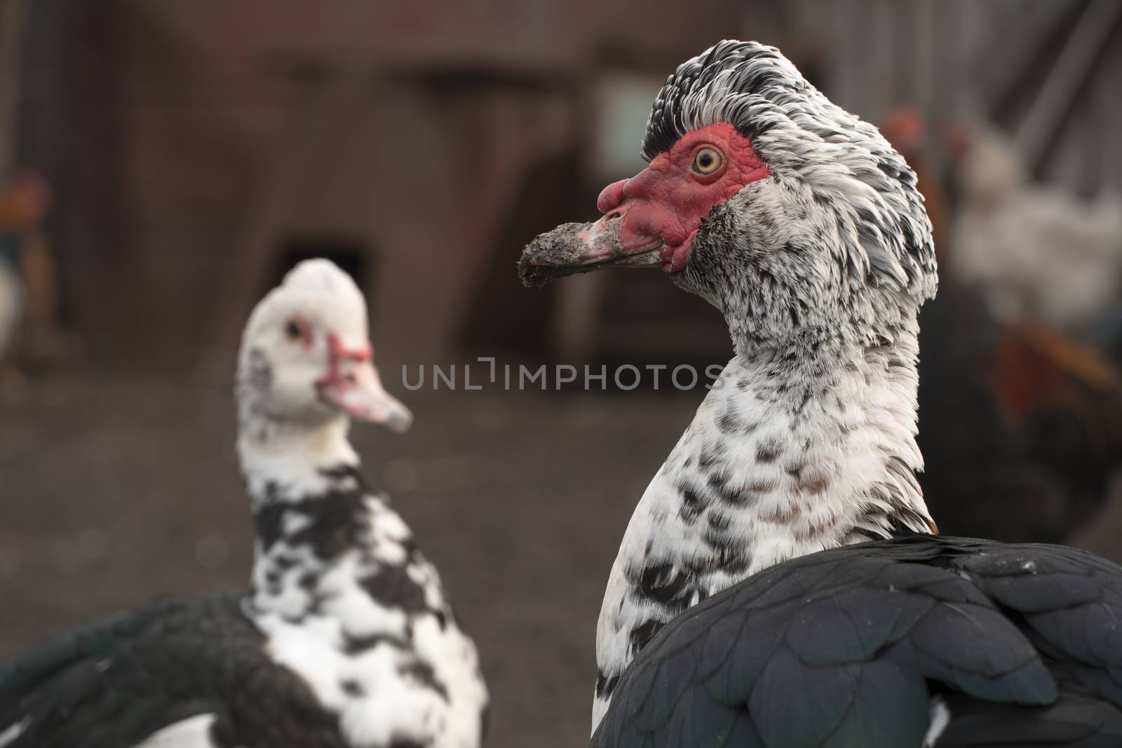 The male duck with the female close-up. Indo-duck Drake and duck by YevgeniySam