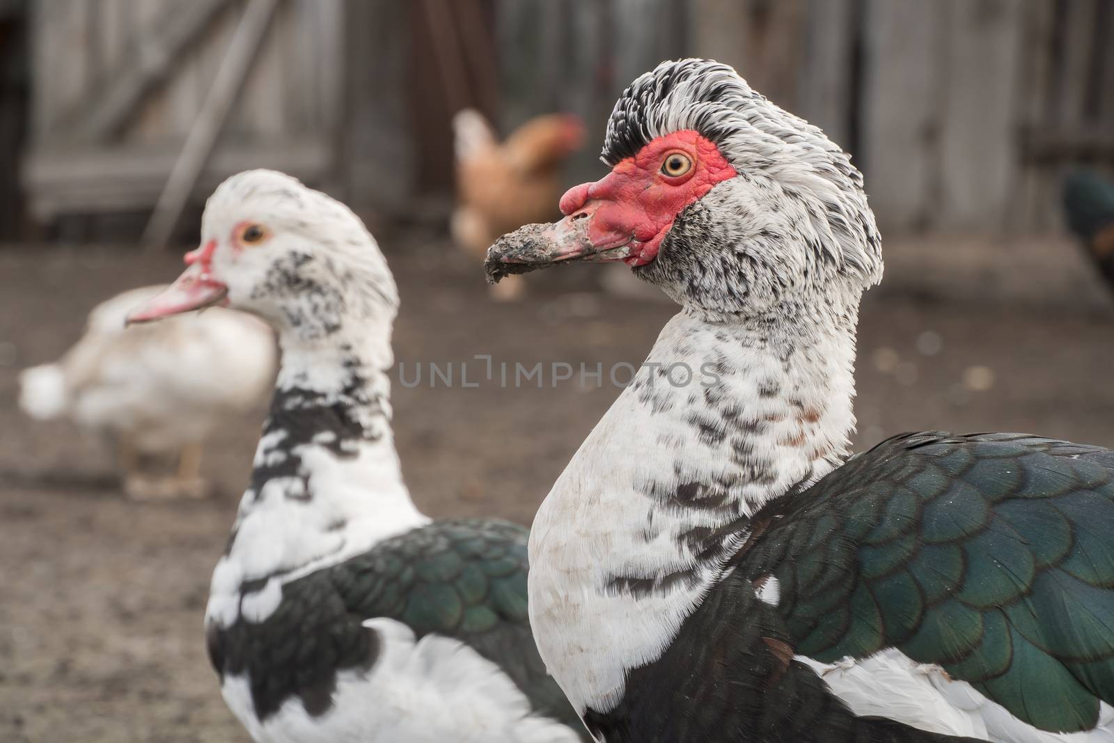 The male duck with the female close-up. Indo-duck Drake and duck by YevgeniySam