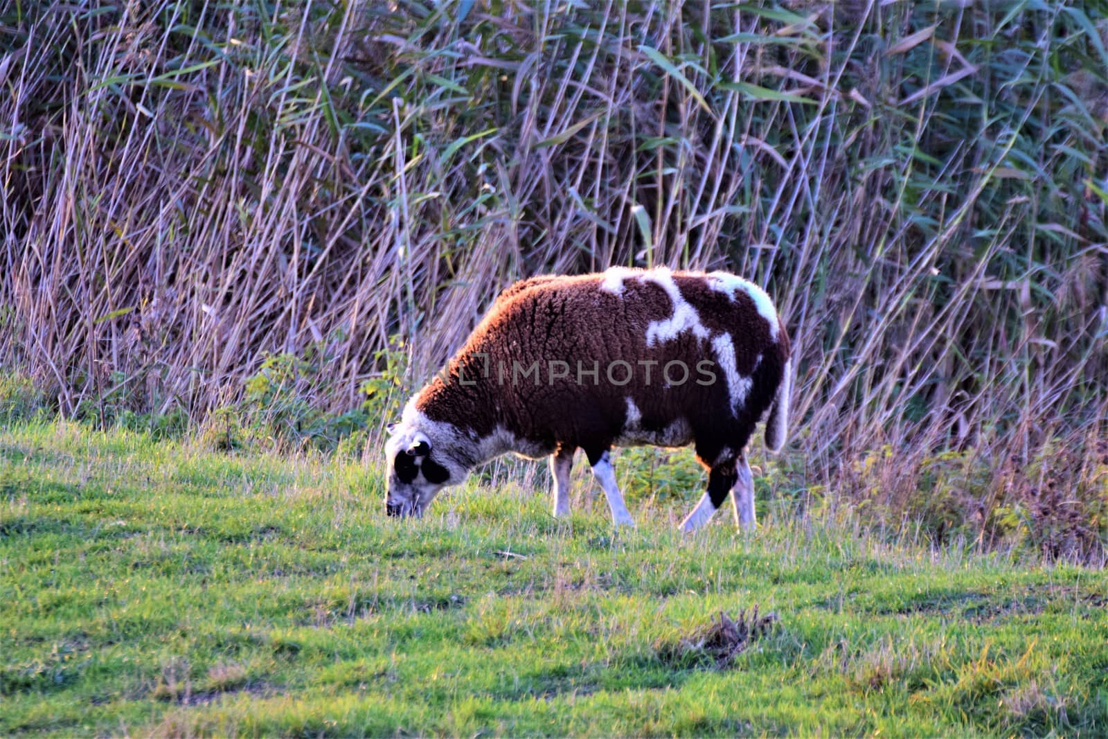 One brown and white sheep eats grass on a dike by Luise123