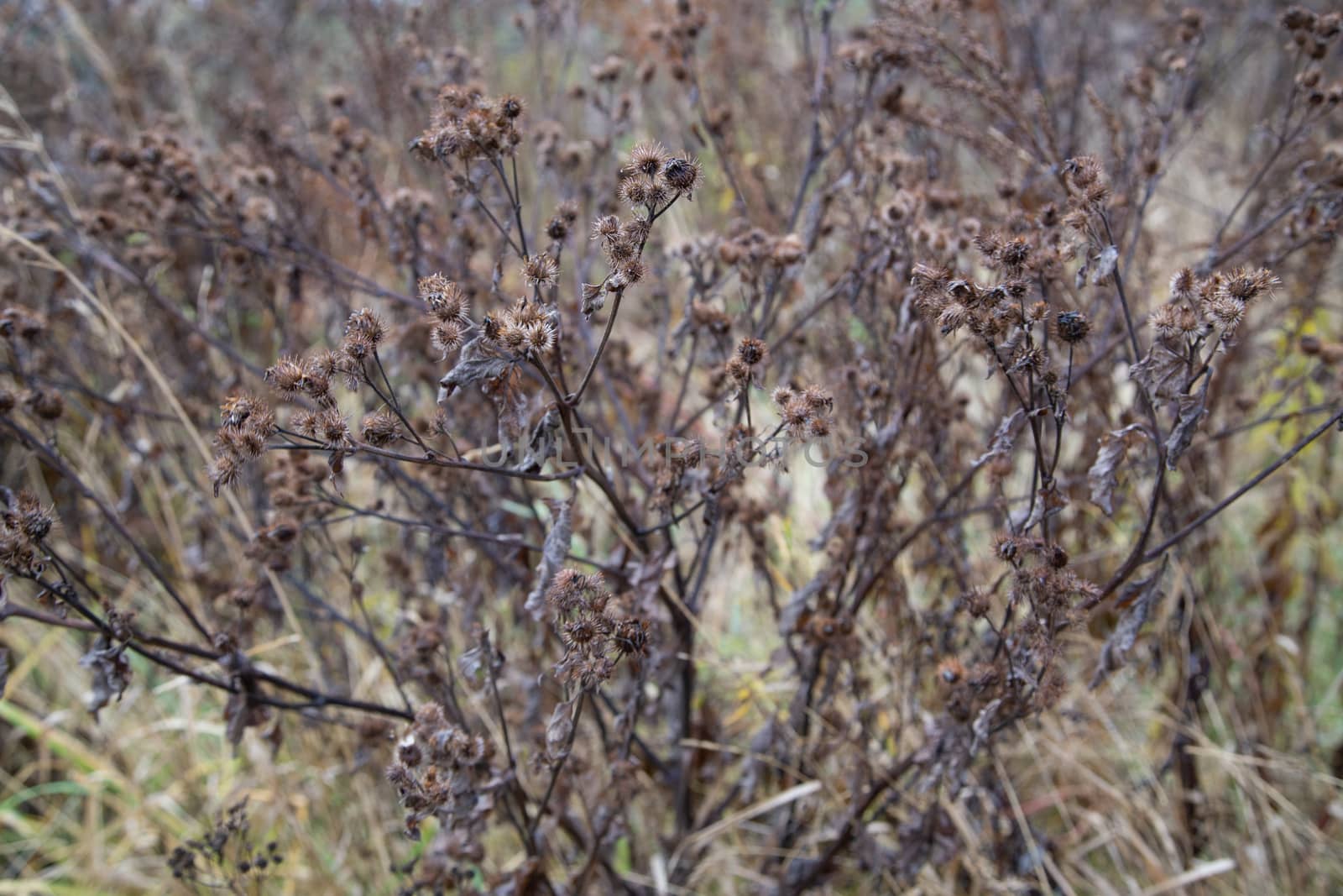 dry burdock thickets at daylight, close-up with selective focus.