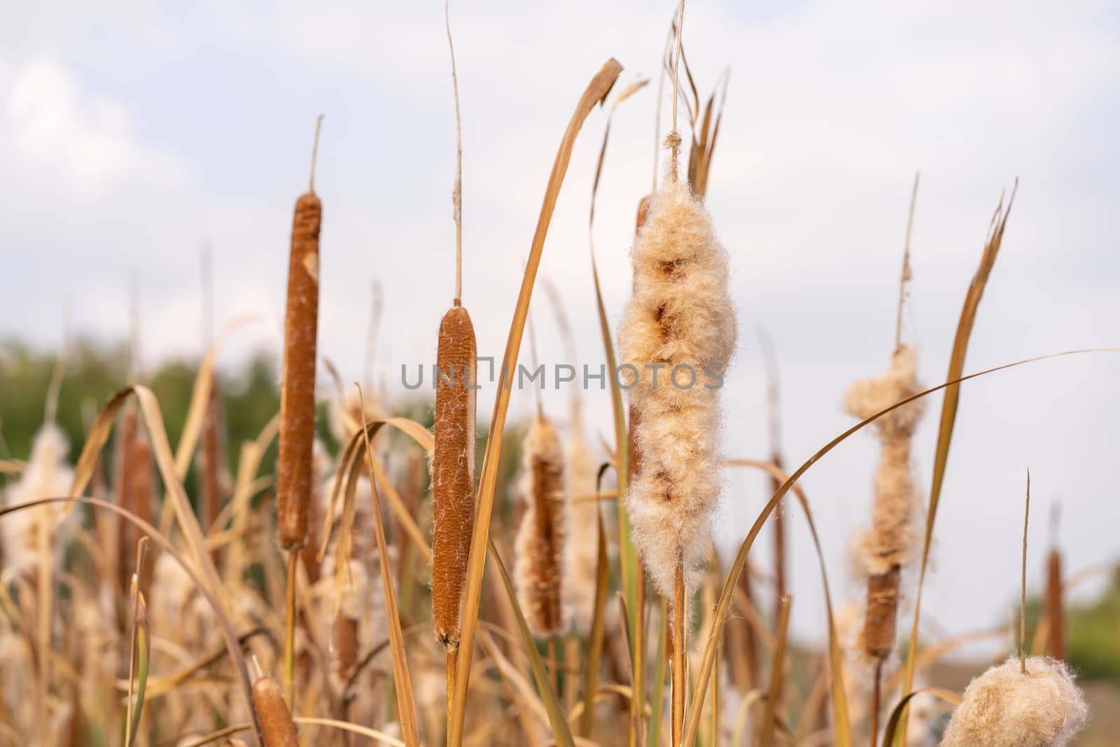 Reeds on the shore of lake, Autumn day in background by Try_my_best