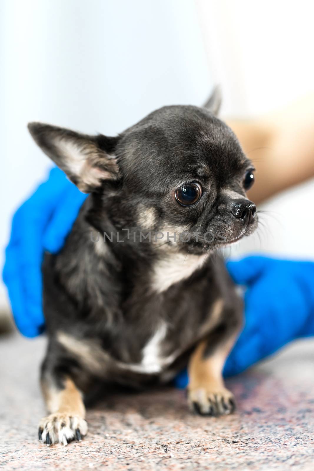 Professional veterinary examination of a small dog of the Chihuahua breed in a veterinary clinic. Pet health.