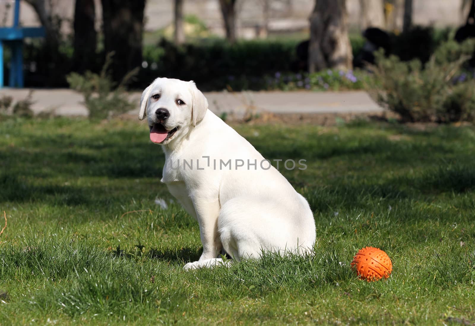 the yellow labrador playing in the park