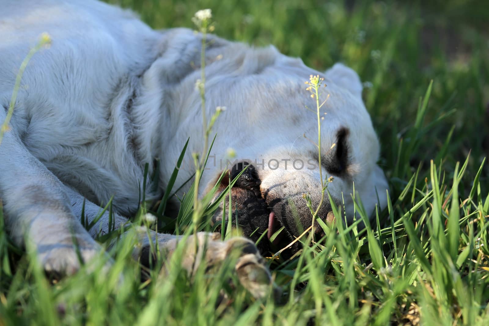 a sweet yellow labrador playing in the park