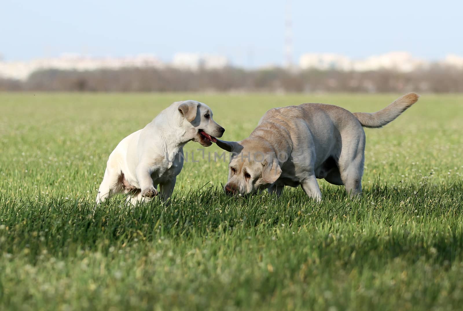 two nice sweet yellow labradors playing in the park