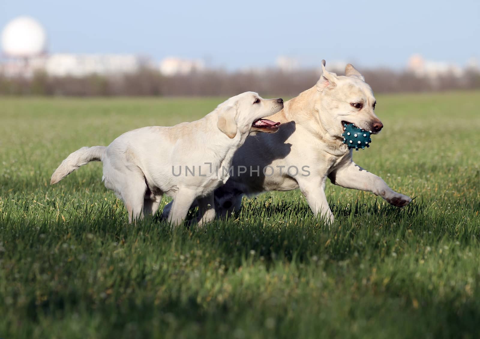 two lovely nice sweet yellow labradors playing in the park