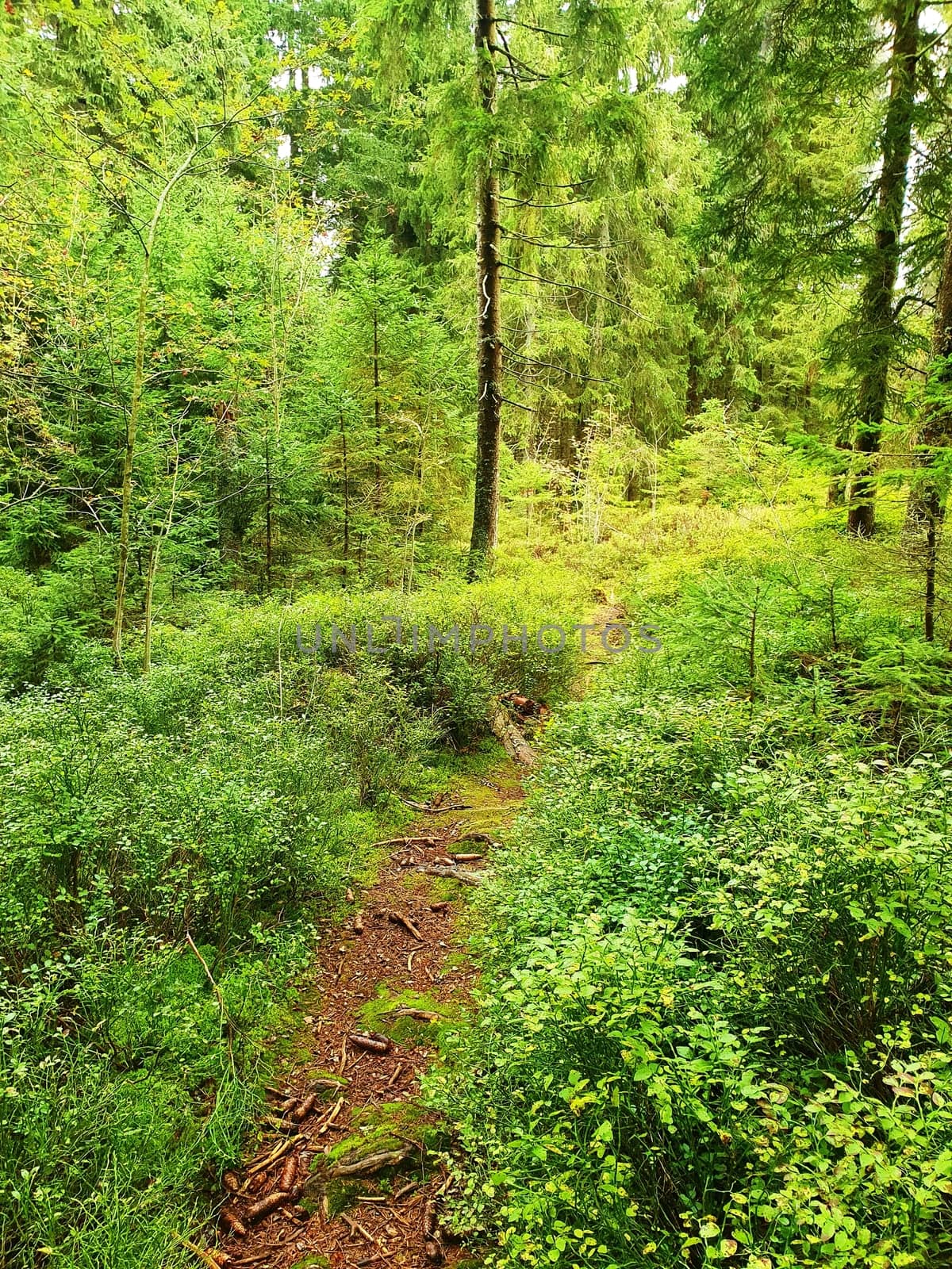 Forest walking path through green coniferous trees.