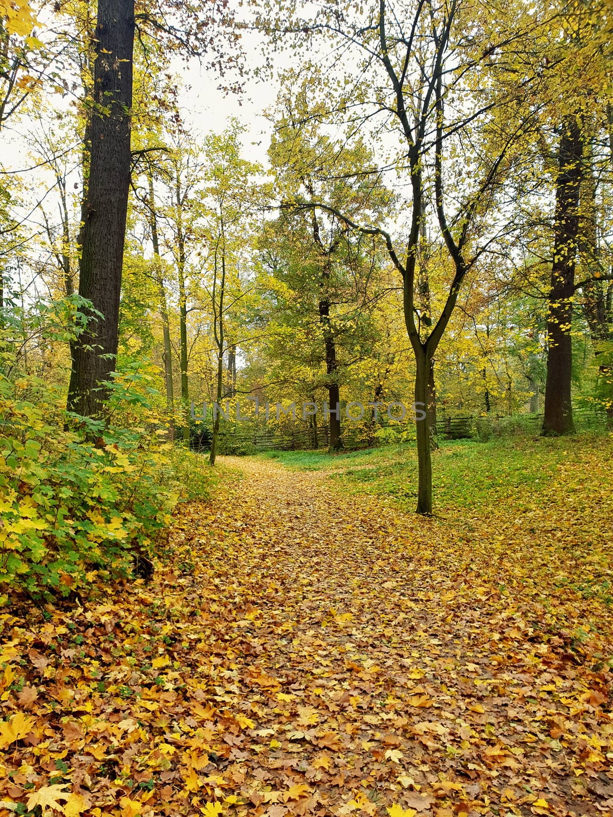 Path covered with leaves in forest, autumn season. by hamik