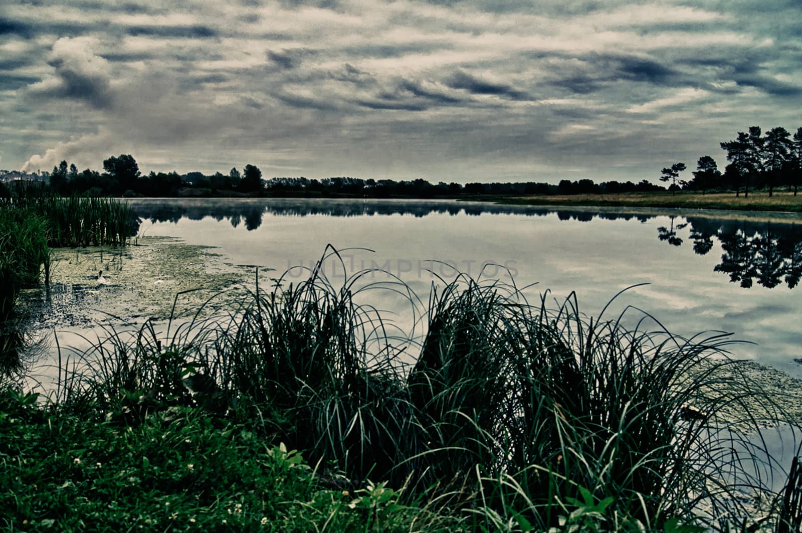Vegetation near the reservoir. Grass by the shore of the lake.