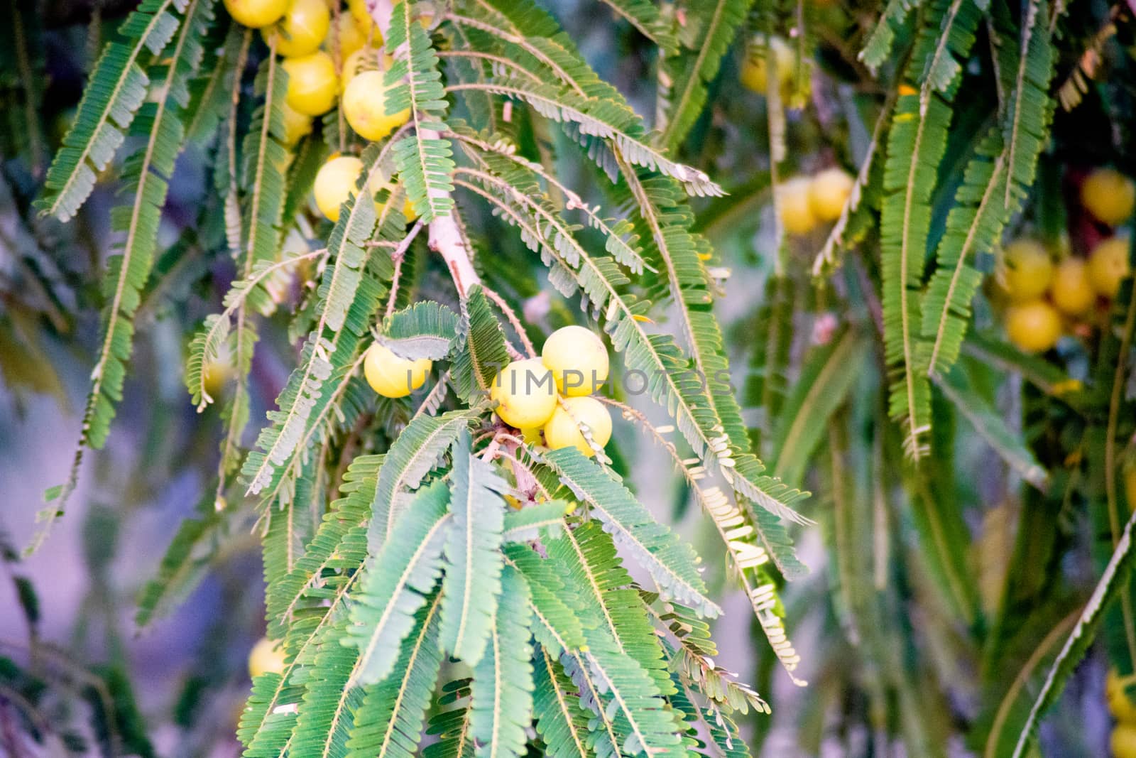 rack focus shot of wild amla trees with the wild super ghooseberry ripe and hanging from the tree with the small green leaves ready to be picked for herbal ayurvedic organic antibacterial and immunity boosting products by Shalinimathur