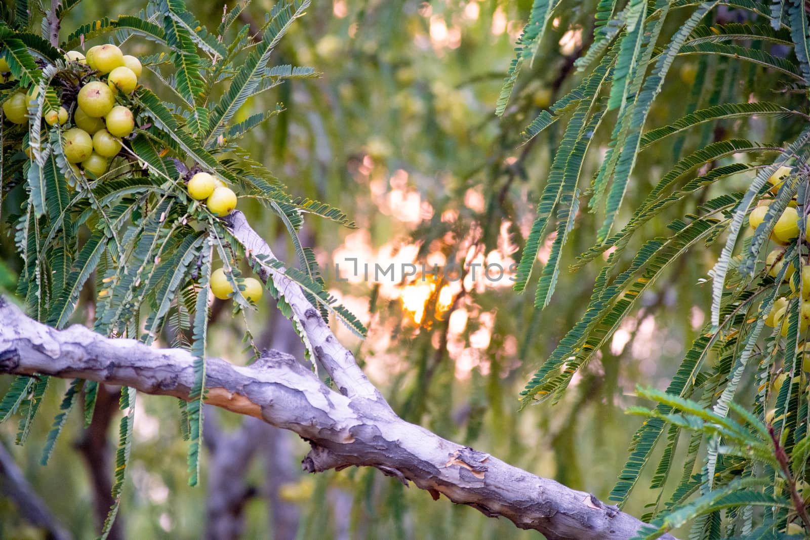 rack focus shot of wild amla trees with the wild super ghooseberry ripe and hanging from the tree with the small green leaves ready to be picked for herbal ayurvedic organic antibacterial and immunity boosting products by Shalinimathur