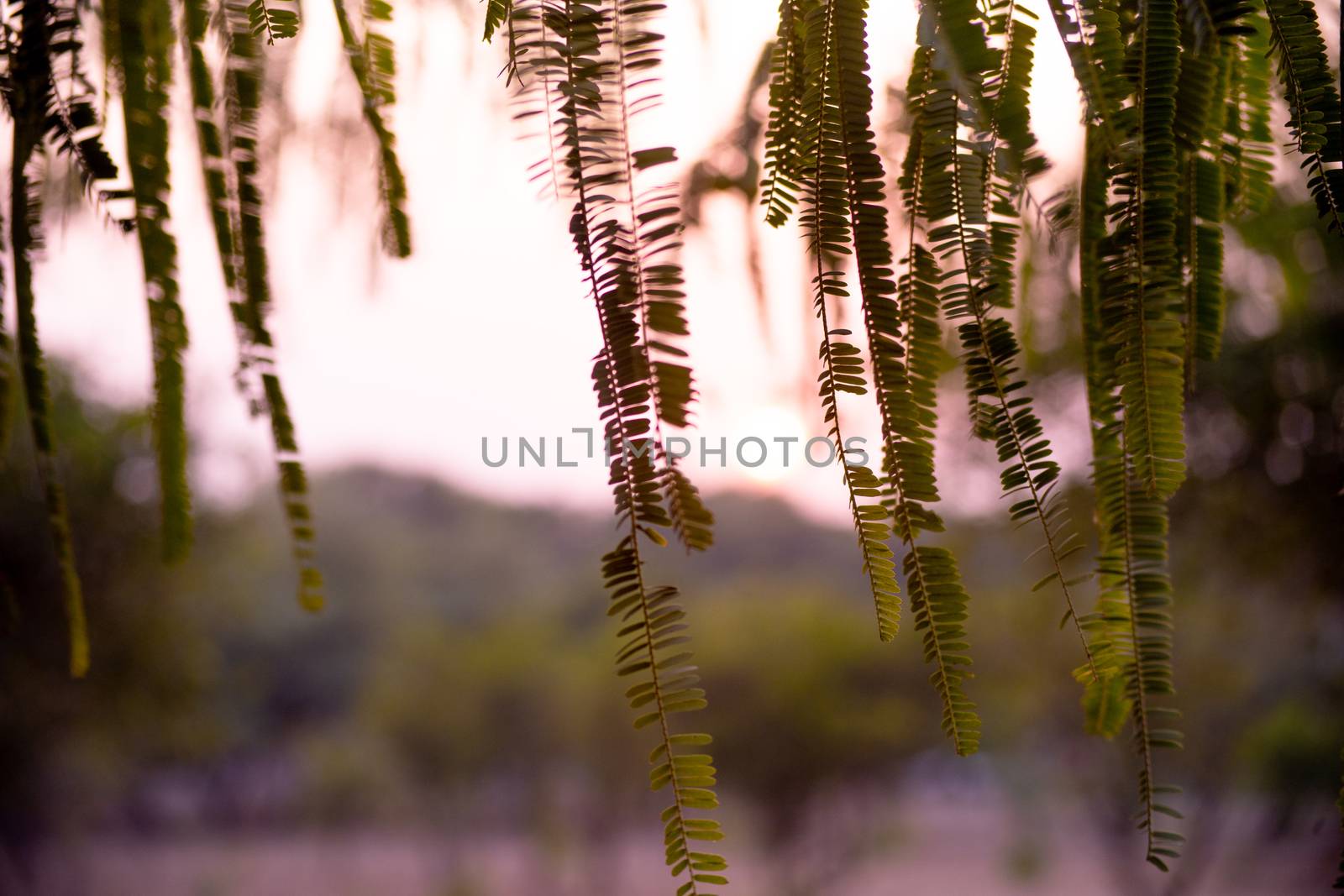 shot from amla tree gooseberry fruit to leaves hanging in the sunset showing the natural connect of ayurveda and the medicinal benefits by Shalinimathur