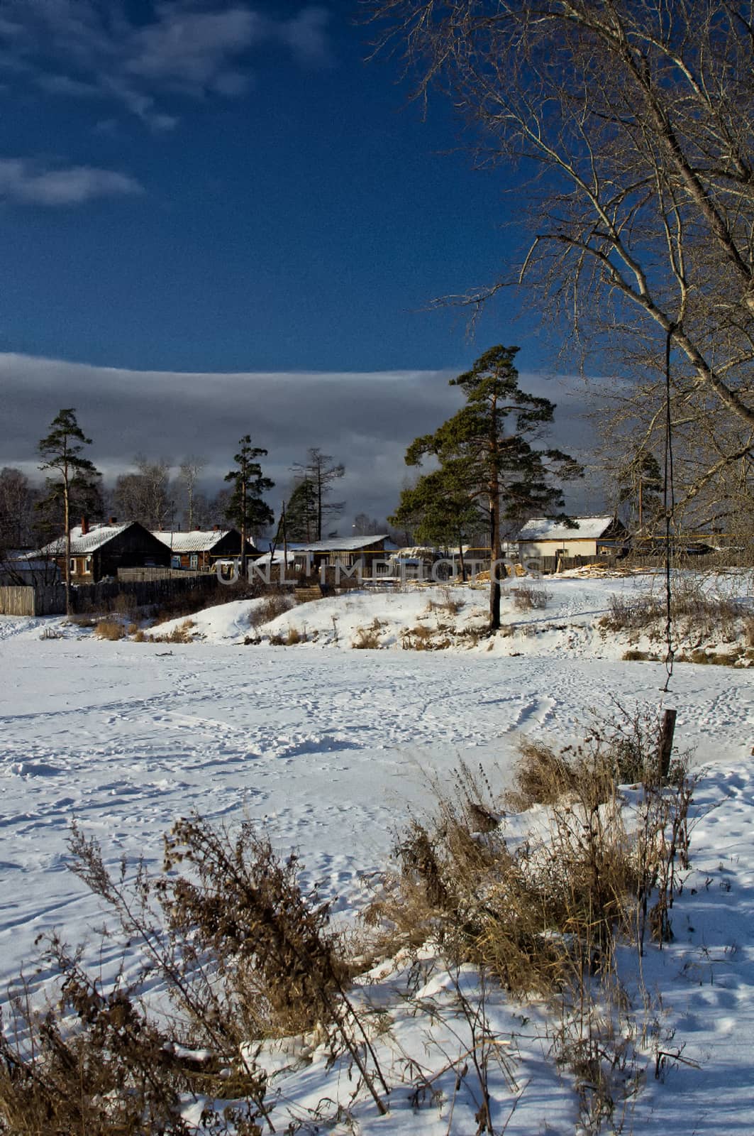 Winter and snow, pine tree by road among snow and dry grass. by DePo