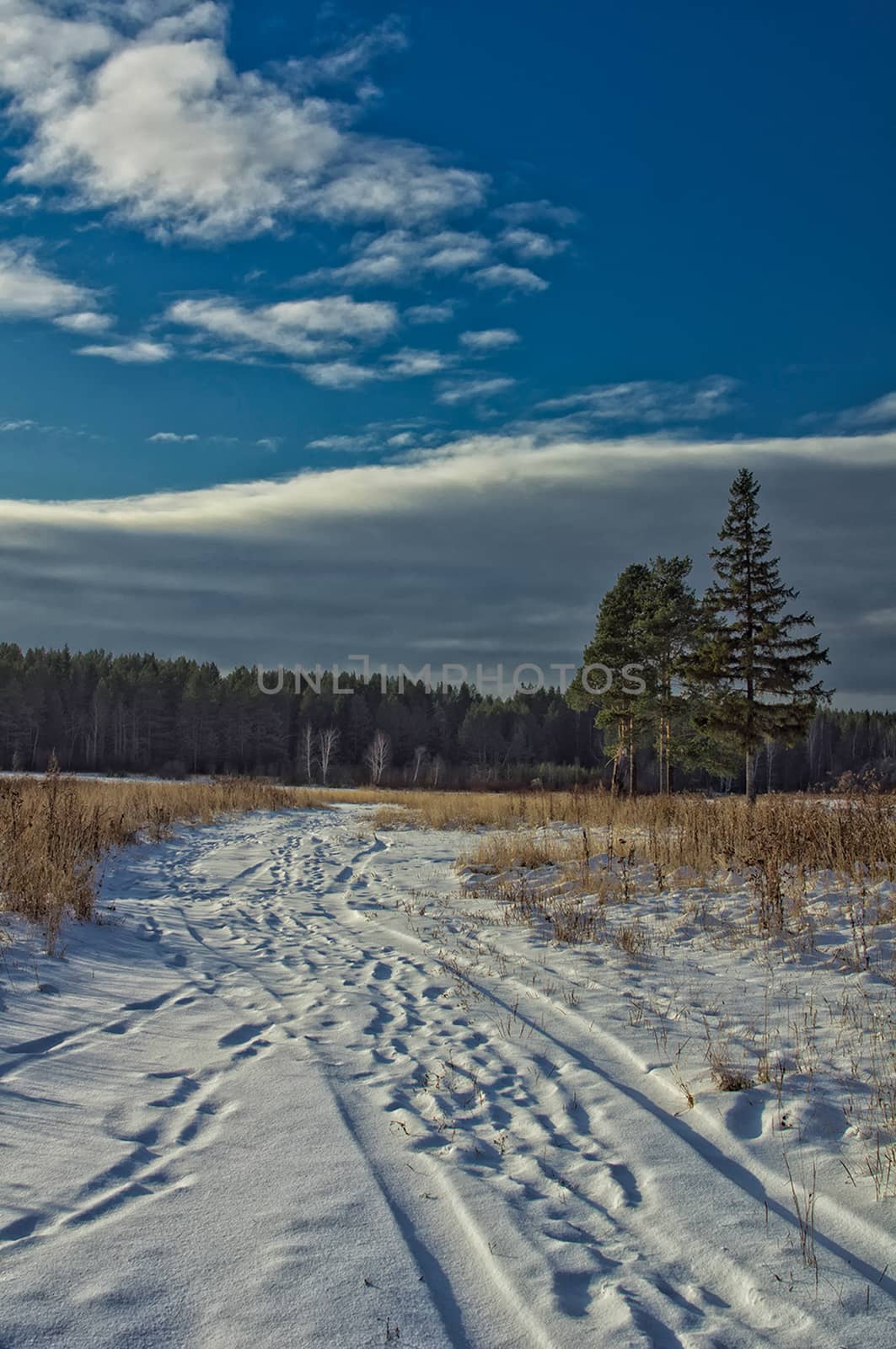 Winter and snow, pine tree by road among snow and dry grass. by DePo