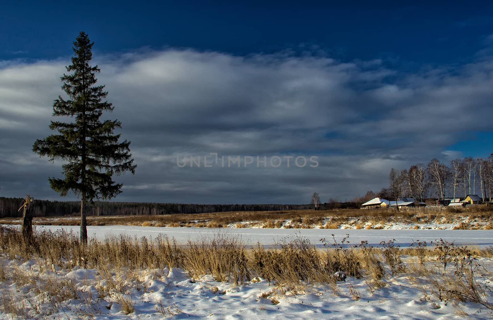 Winter and snow, pine tree by the road among snow and dry grass.