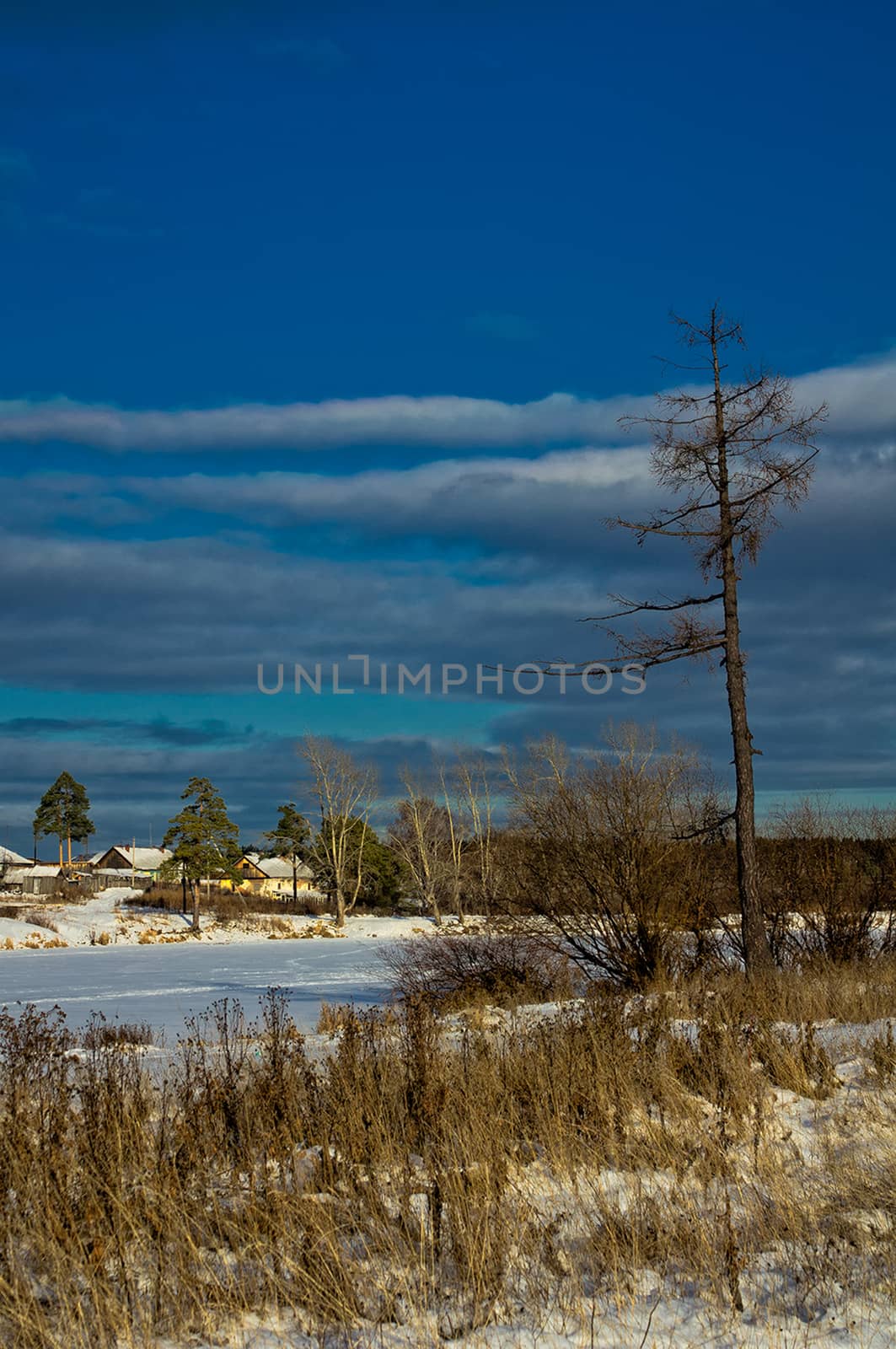 Winter and snow, pine tree by road among snow and dry grass. by DePo