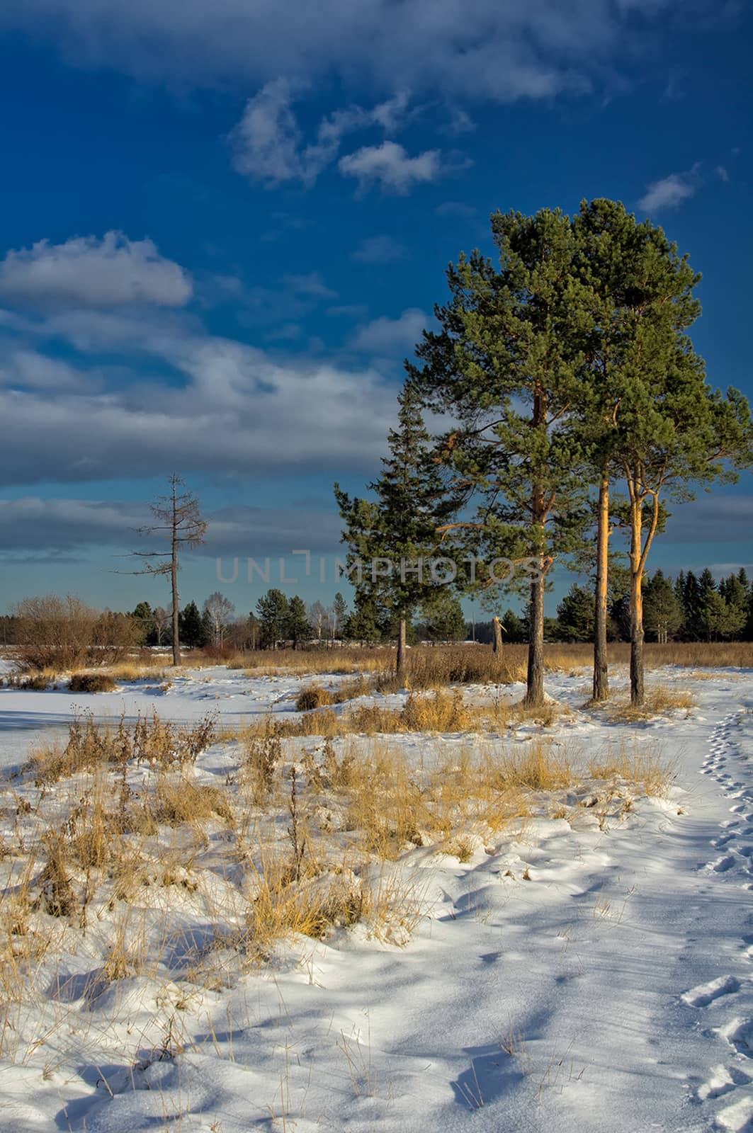 Winter and snow, pine tree by road among snow and dry grass. by DePo